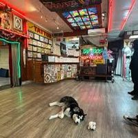 Tuesday String Band @ Oregon Tattoo (Make Music Day!)