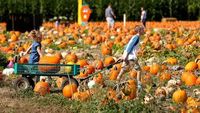 Tuesday String Band @ EZ Orchards HarvestFest