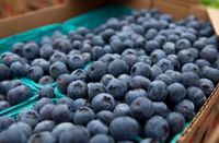 Berryfest @ Pacific Lutheran University