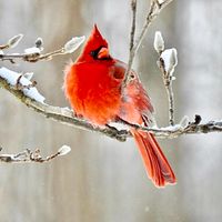 Cardinal Sinners by Cardinal Sinners