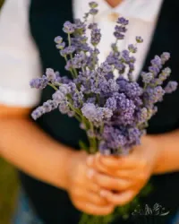 (Solo) A Midsummer Night's Dream in Lavender