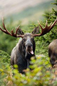 Celina Moose Lodge #1473