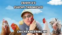 Crissy O's Clucky Chronicles
