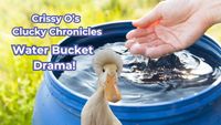Crissy O's Clucky Chronicles