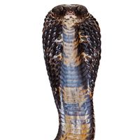 Cobra Dance by Master Kev from an Ancient Nation
