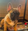 LEONARDO DA GRINCHIE STUD FEE