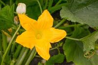 Squash Blossom Festival (Private Event)