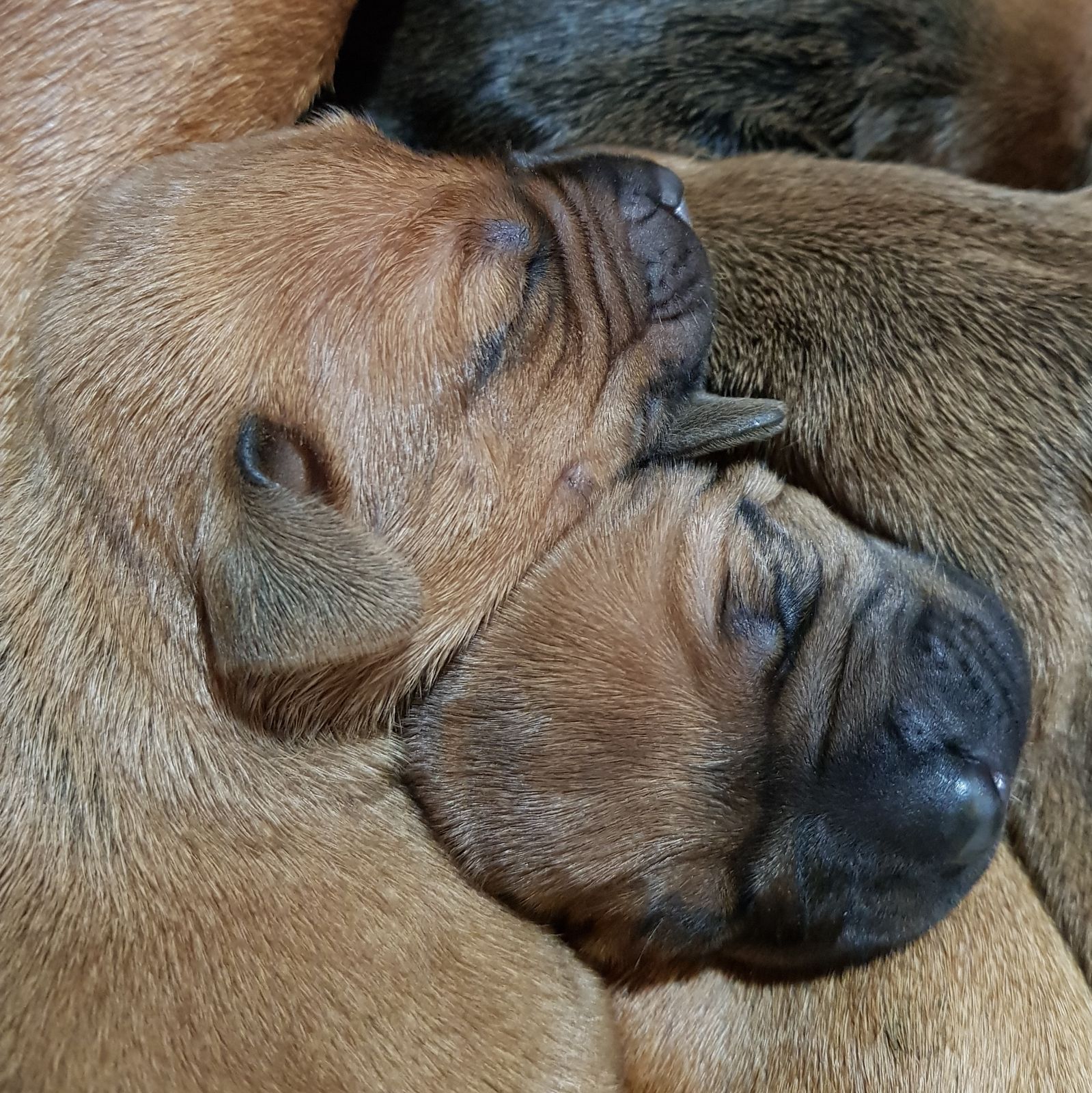 Najahari Rhodesian Ridgebacks - Puppies