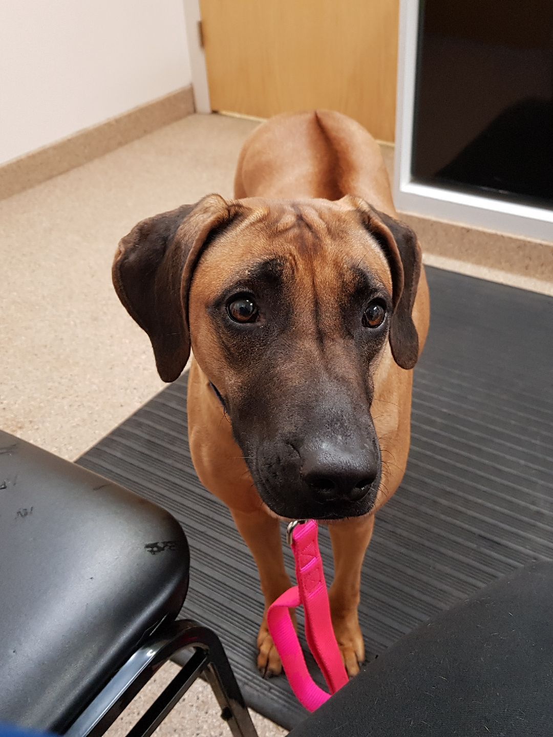 Najahari Rhodesian Ridgebacks - Now Showing!