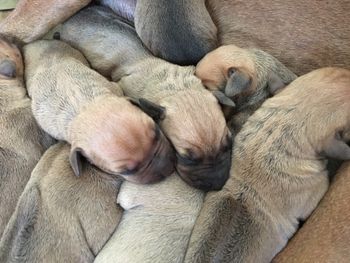 Najahari Rhodesian Ridgebacks - Puppies