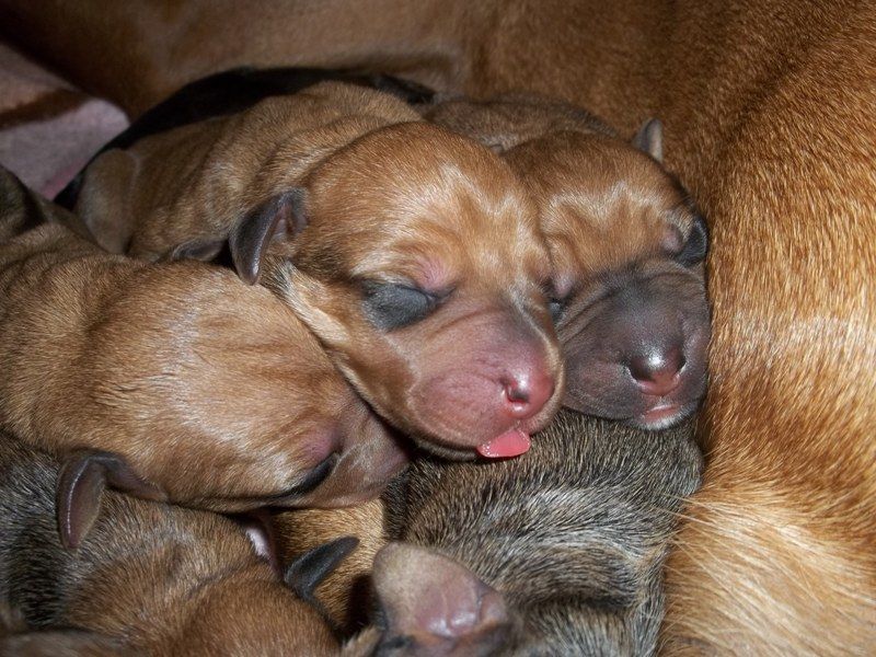 Najahari Rhodesian Ridgebacks - Puppies