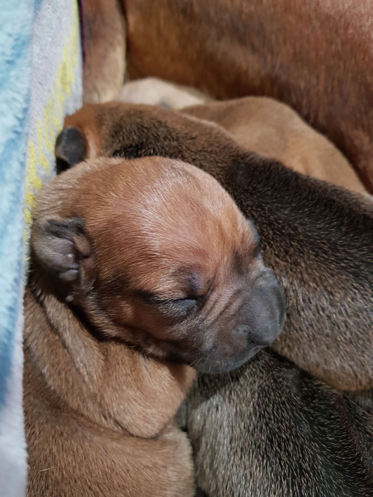 Najahari Rhodesian Ridgebacks - Puppies