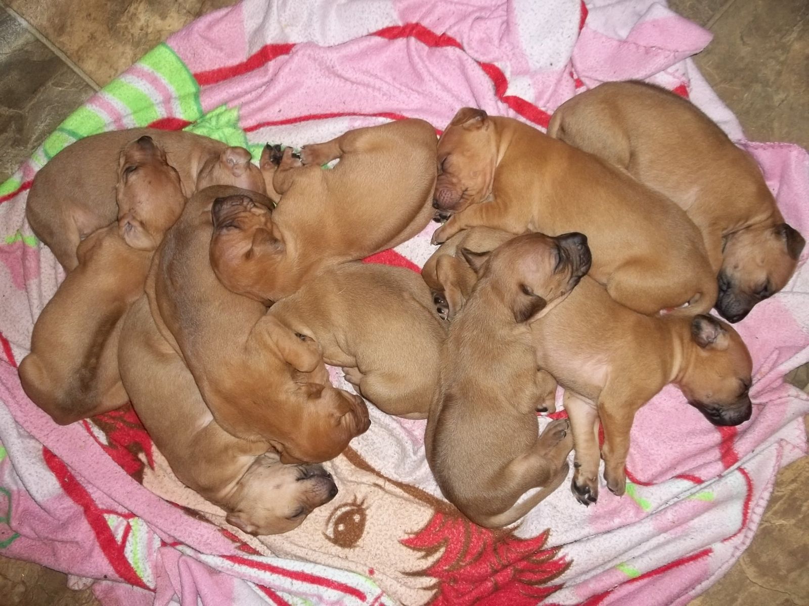 Najahari Rhodesian Ridgebacks - Puppies