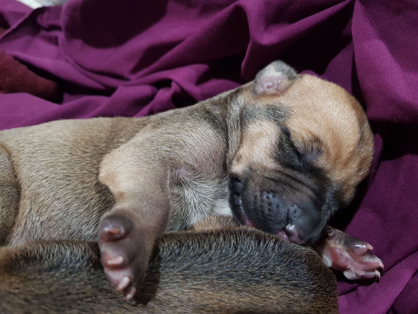Najahari Rhodesian Ridgebacks - Puppies