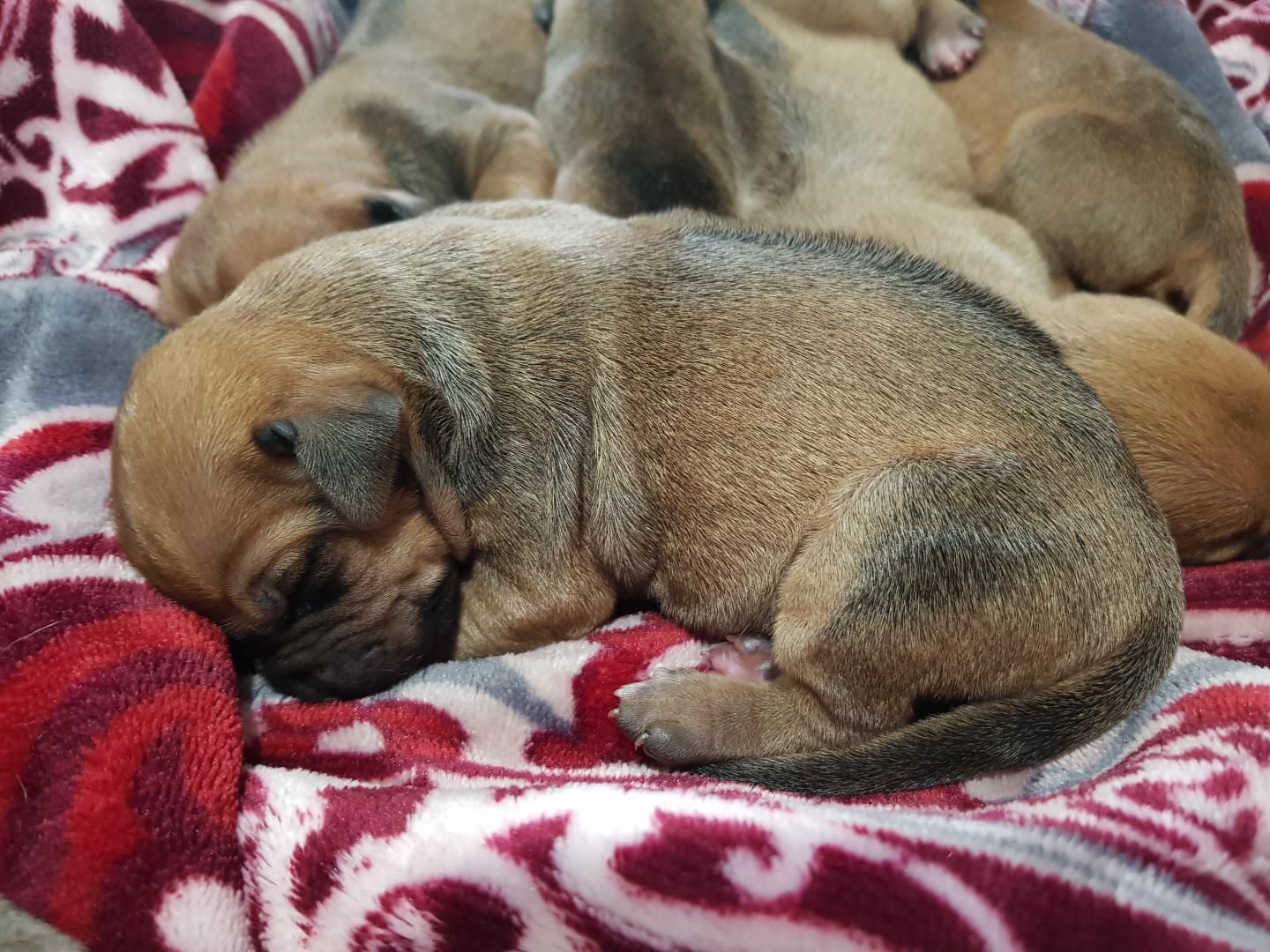 Najahari Rhodesian Ridgebacks - Puppies