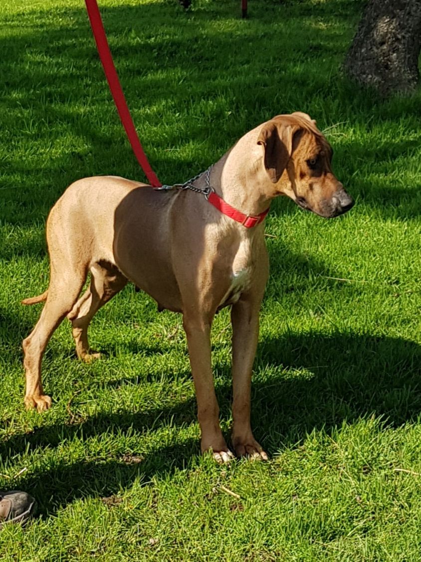 Najahari Rhodesian Ridgebacks - Now Showing!