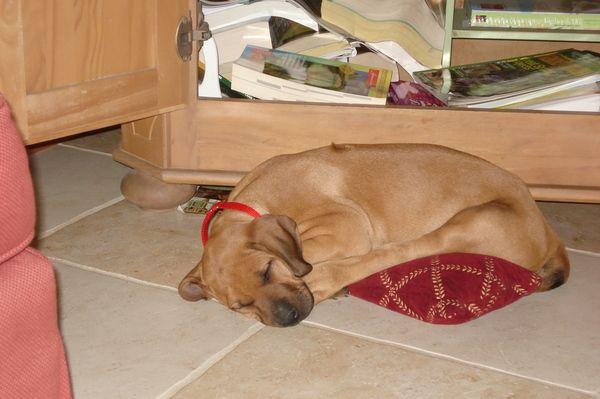 Najahari Rhodesian Ridgebacks - Now Showing!