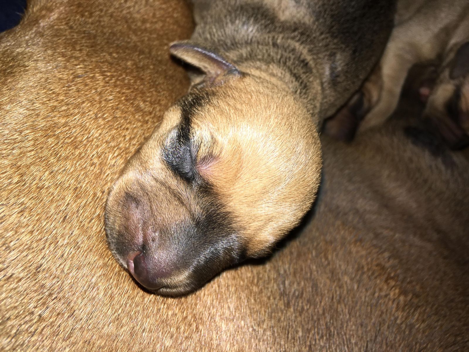 Najahari Rhodesian Ridgebacks - Puppies
