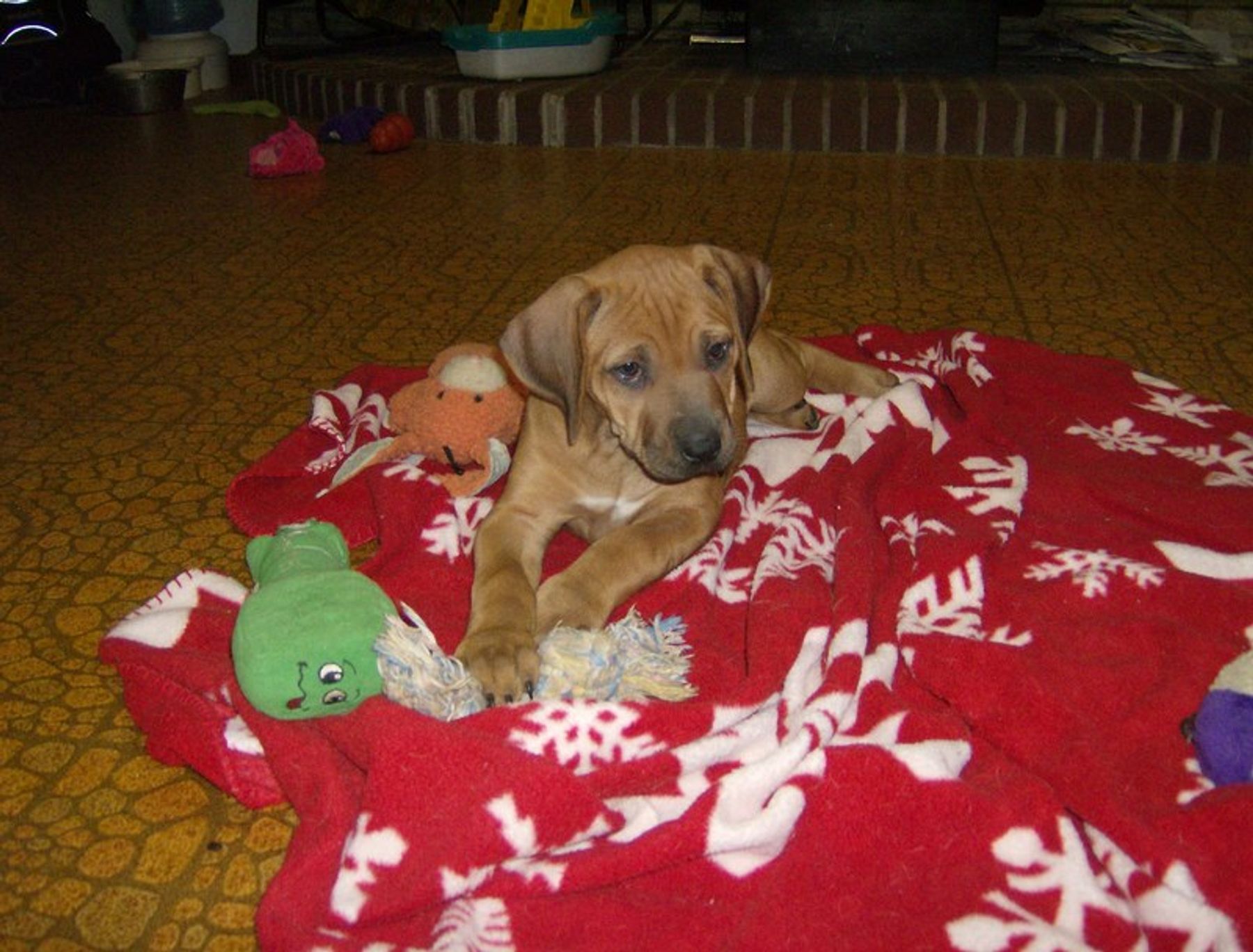 Najahari Rhodesian Ridgebacks - Puppies
