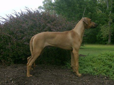 Najahari Rhodesian Ridgebacks