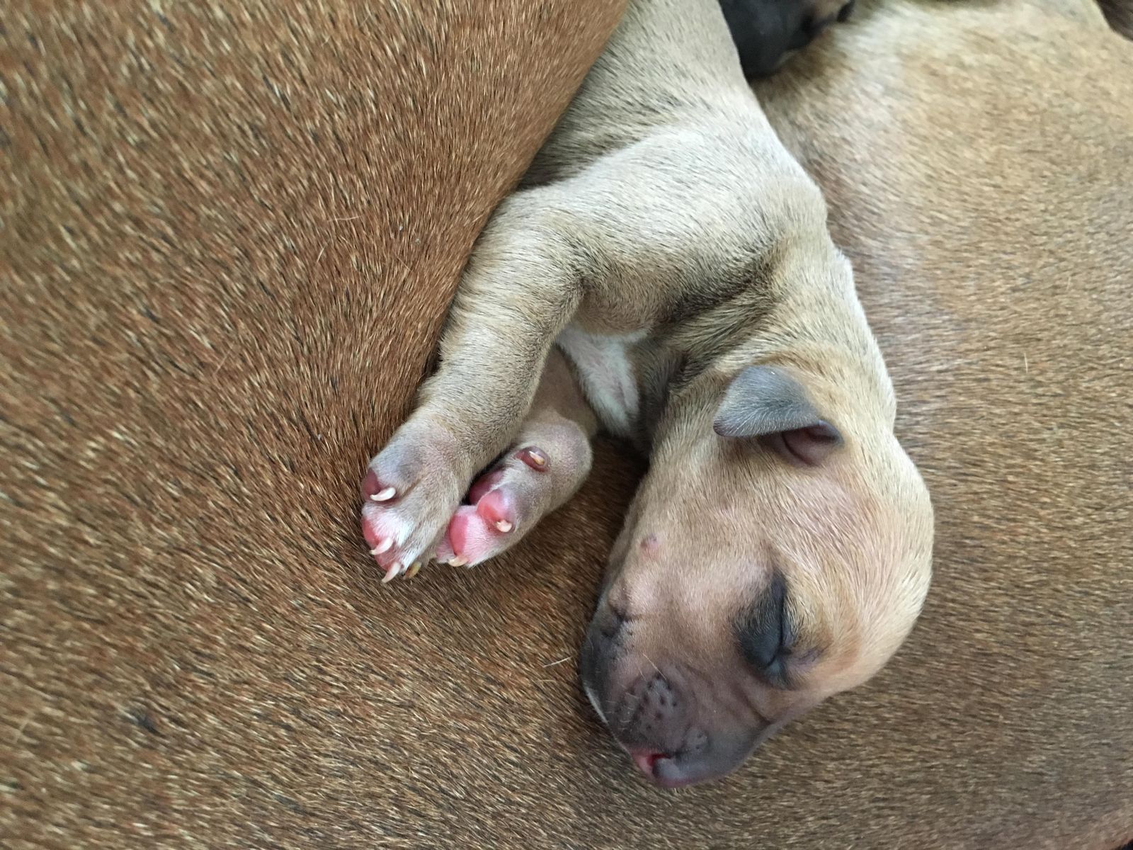 Najahari Rhodesian Ridgebacks - Puppies
