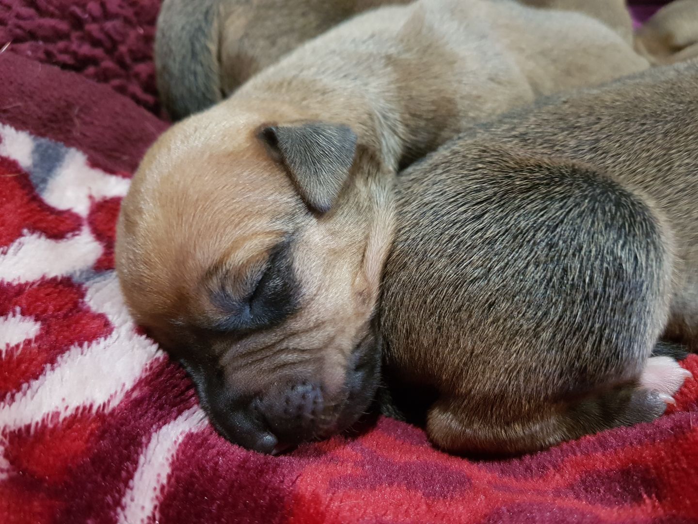 Najahari Rhodesian Ridgebacks - Puppies