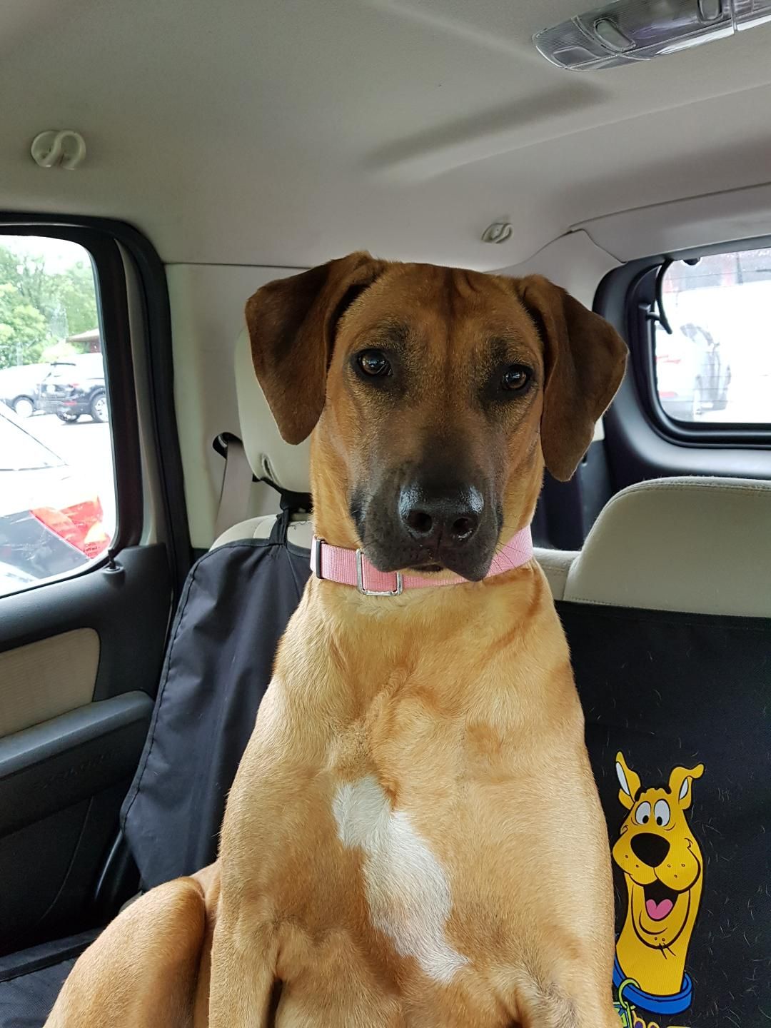 Najahari Rhodesian Ridgebacks - Now Showing!
