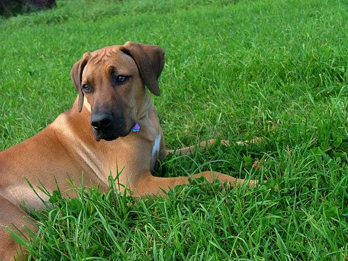 Najahari Rhodesian Ridgebacks - Photos