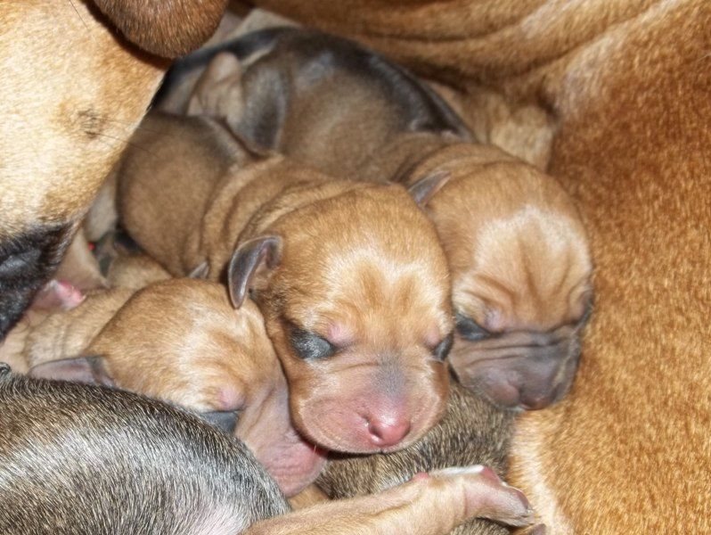 Najahari Rhodesian Ridgebacks - Puppies