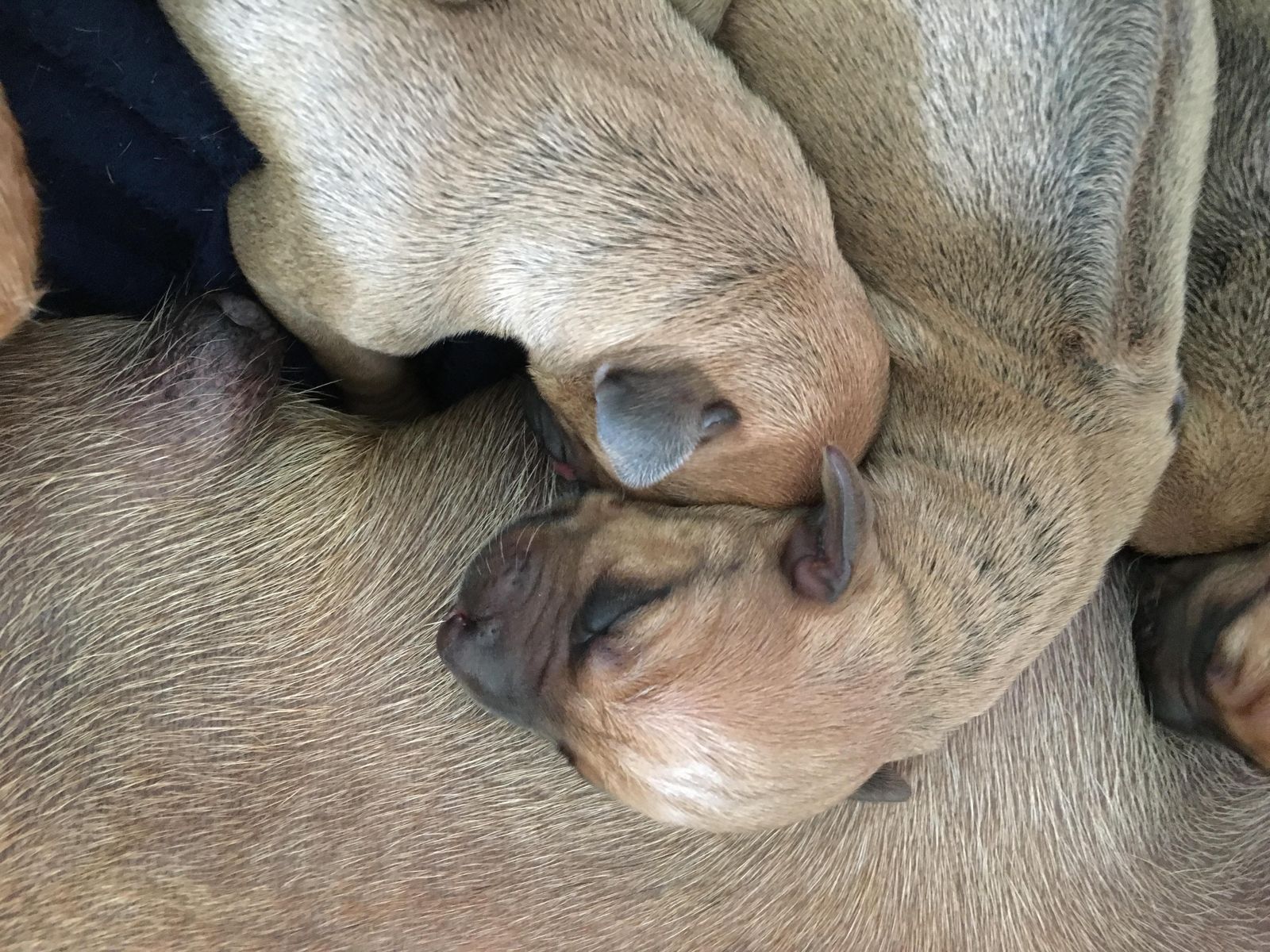Najahari Rhodesian Ridgebacks - Puppies