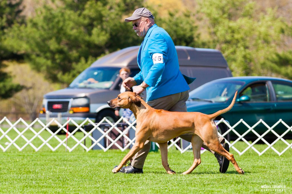 Najahari Rhodesian Ridgebacks - Henry Argus