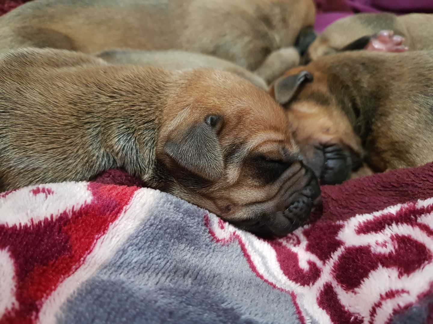 Najahari Rhodesian Ridgebacks - Puppies