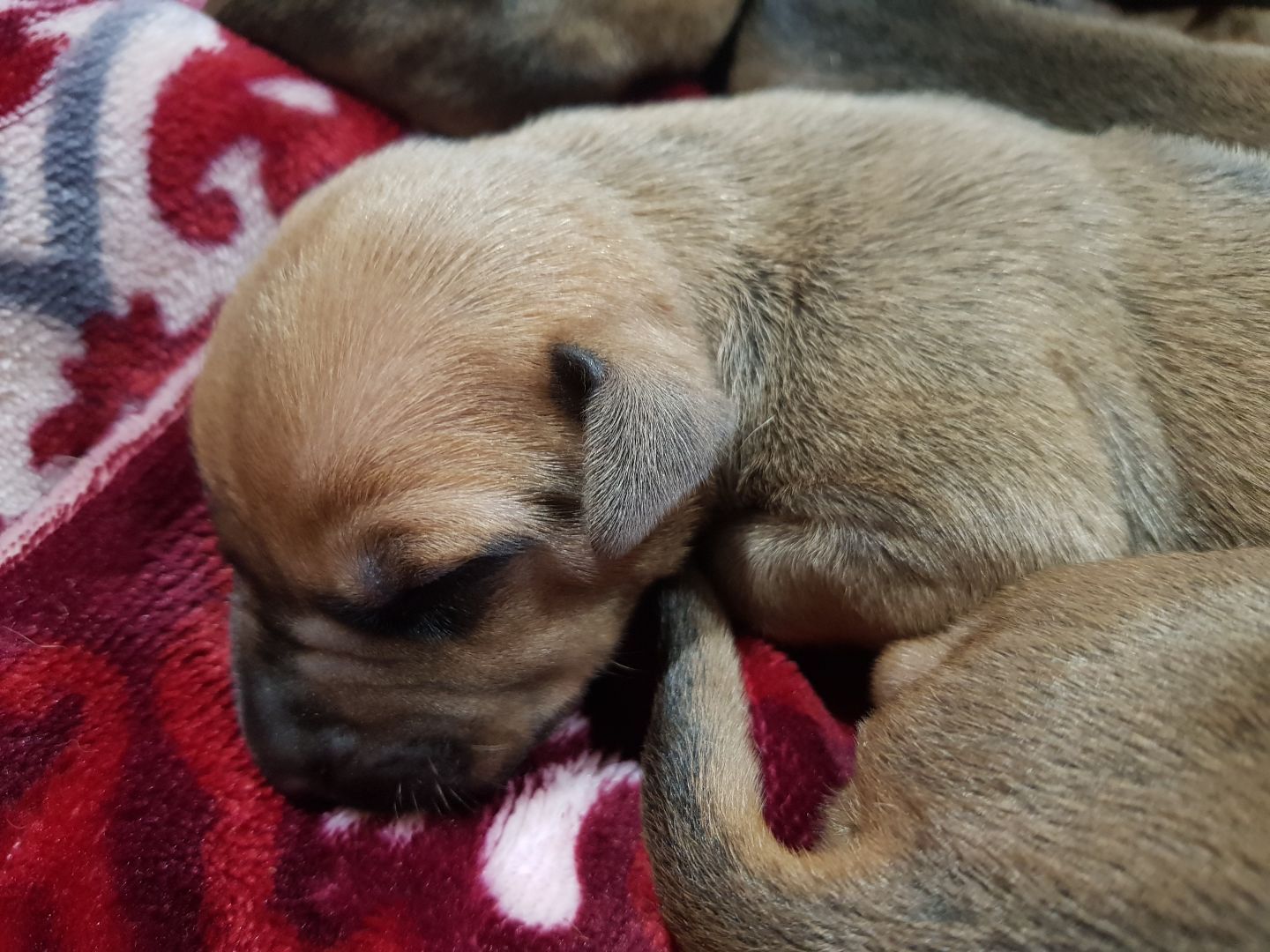 Najahari Rhodesian Ridgebacks - Puppies