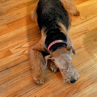 airedale terrier puppies