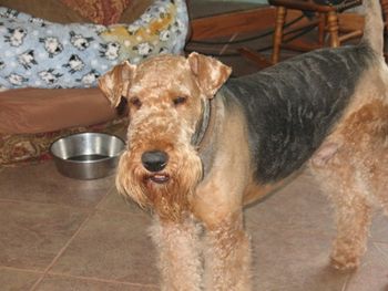 MY WONDERFUL MICHAEL, FINALLY GROOMED. GRAMPA AND UNCLE AND GREAT UNCLE TO ALL THE GIRLS
