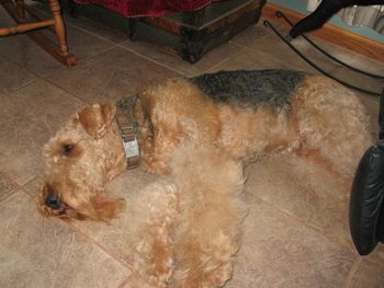 GREAT GRANDFATHER MICHAEL, COOLING OFF ON THE TILE FLOOR INSTEAD OF IN HIS LOUNGE CHAIR
