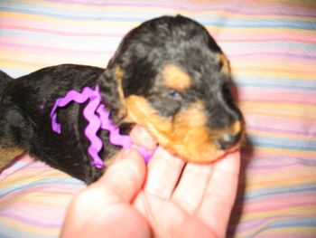 MR PURPLE
