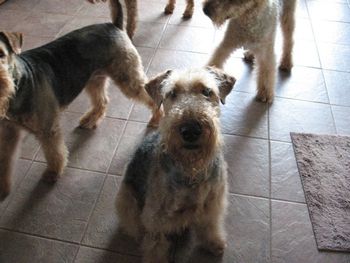 BEAUTIFUL VERONICA, FINALLY GROOMED!!!!! It is hard belonging to a dog groomer
