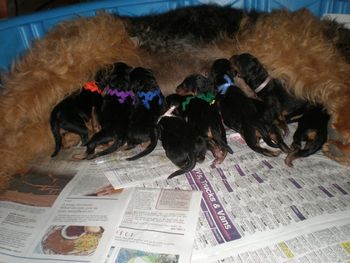 Just a few hours old and already they try to stand up to eat.
