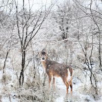 On Christmas Day by Demo Singer/Writer: Ellen Greenberg
