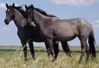 Horses (Pair)
