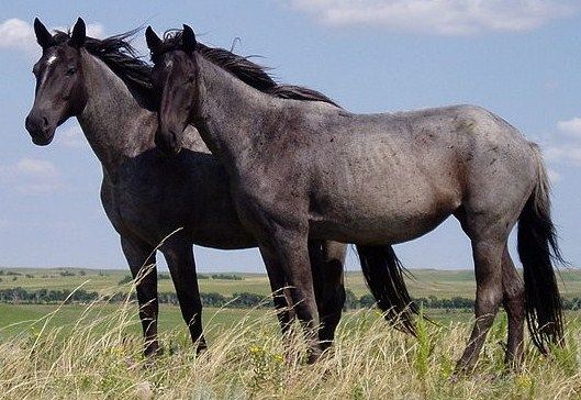 Horses (Pair)