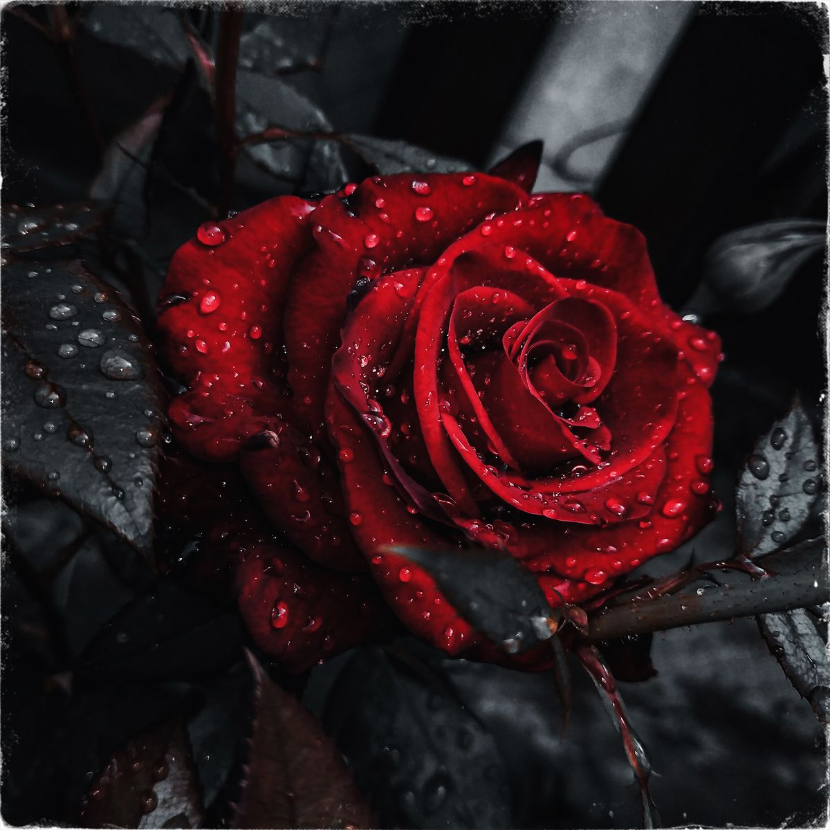 The Very Last Time - CD