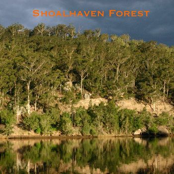 Shoalhaven Forest
