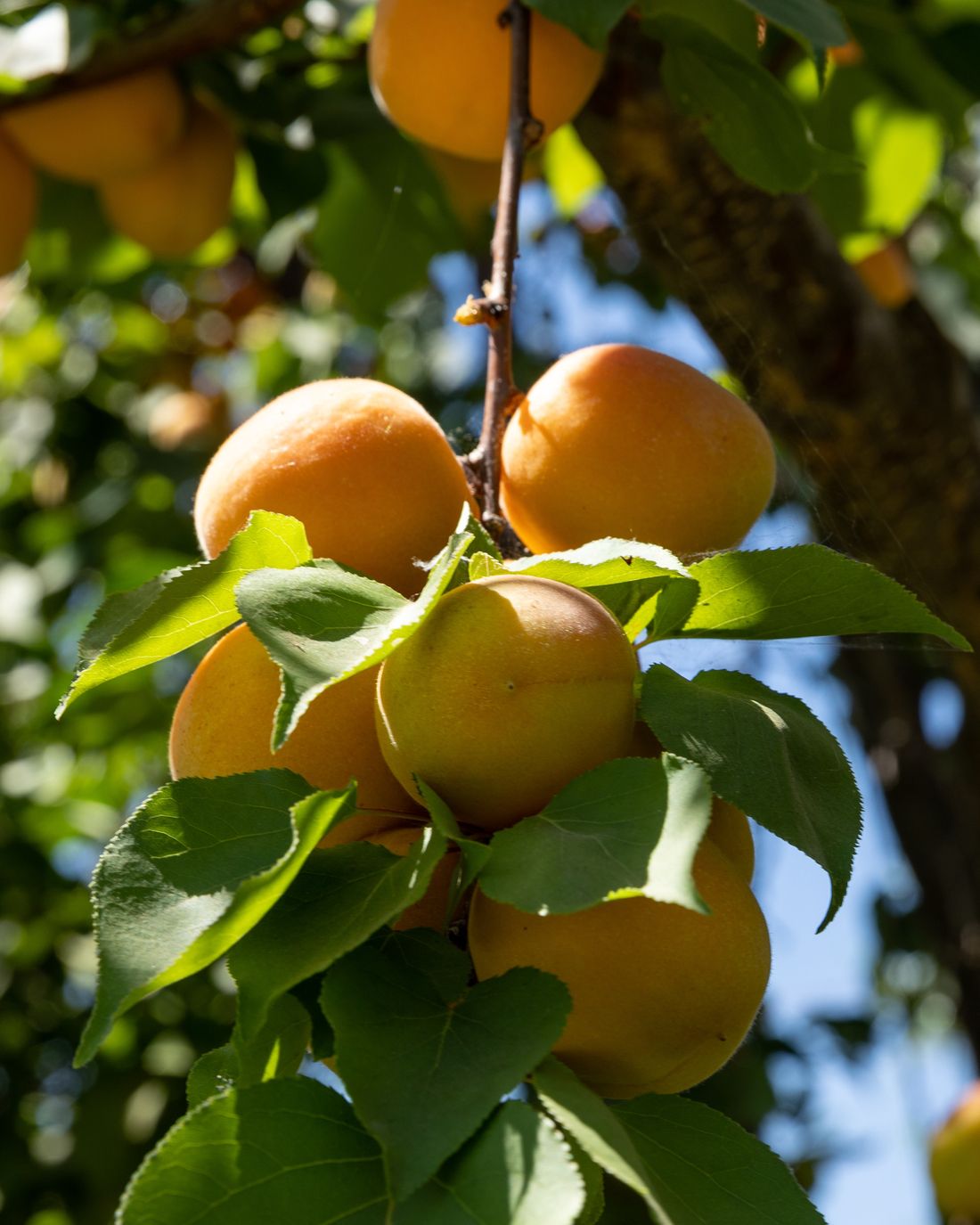 Peachy Page Farm photo 2