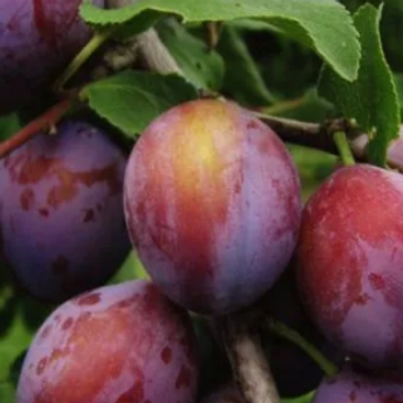 Peachy Page Farm photo 10