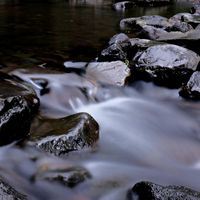 Soothing Forest Stream And Birdsong by Flights Of Mind
