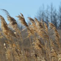 Summer On The Plains Shamanic Journey by Flights Of Mind