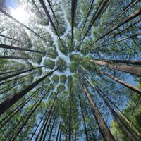 Forest Life by Flights Of Mind