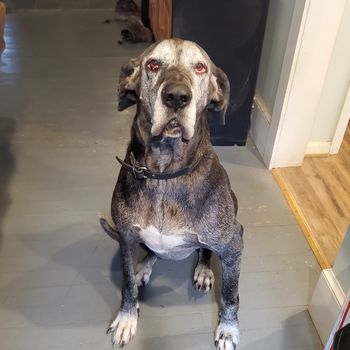 the old man Otis hard at work
